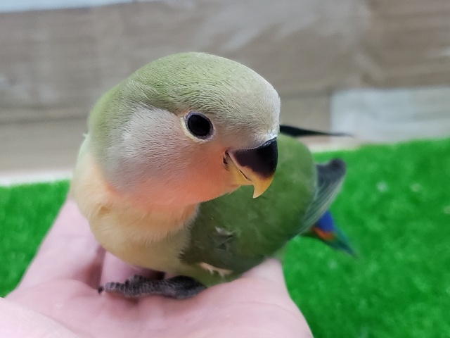 コザクラインコ（小桜インコ）