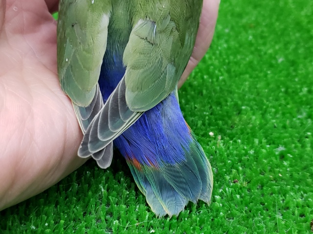 コザクラインコ（小桜インコ）