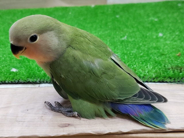 コザクラインコ（小桜インコ）