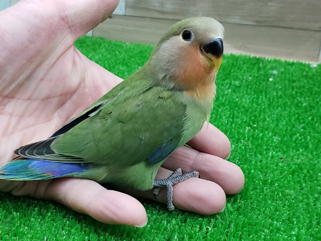 コザクラインコ（小桜インコ）