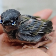 コキンチョウのヒナ✨入荷しました〜❤