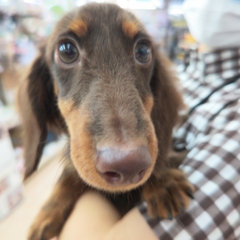 ミニチュアダックス