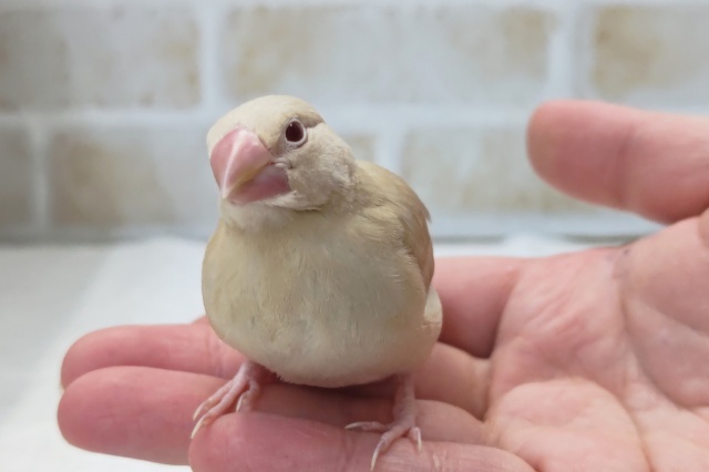 シナモン文鳥