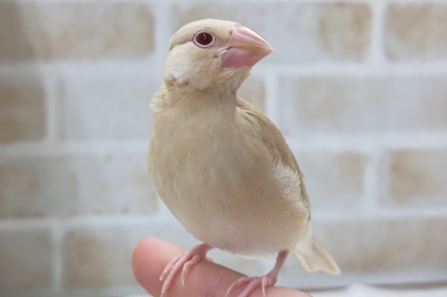 最新画像あり！ シナモン文鳥 つぶらな赤いおめめがかわいいです！