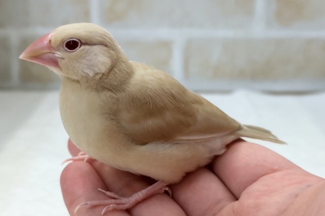 シナモン文鳥