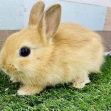 なでなで大好きな可愛いコ！ネザーランドドワーフのオレンジカラー！