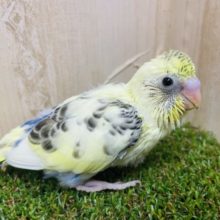 クリーミーなハルクインなんです(*^^*) セキセイインコ　クリームハルクイン