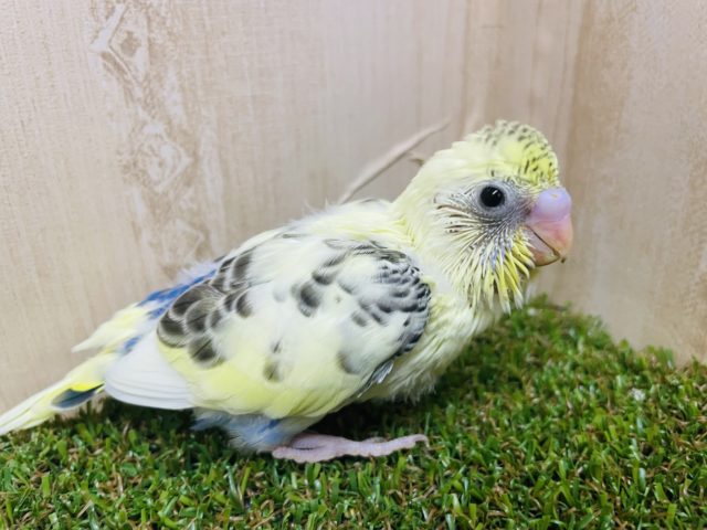 クリーミーなハルクインなんです(*^^*) セキセイインコ　クリームハルクイン