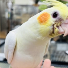 【最新画像更新！‪☆】ガーガー鳴くよ♫オカメインコ(ルチノー)ヒナ