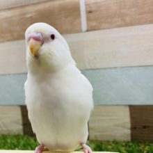 最新画像有り♪真っ白赤目の可愛いコ！セキセイインコのアルビノ！