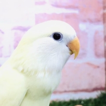 淡い色合いのコザちゃん　コザクラインコ　クリーム　R４　１１／２撮影