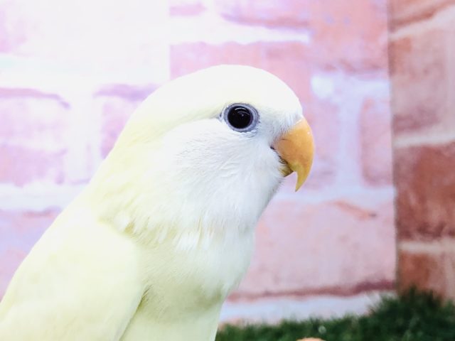 淡い色合いのコザちゃん　コザクラインコ　クリーム　R４　１１／２撮影