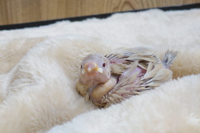 ちいさくとも、突っつくチカラ　意外と強め♫　シナモン文鳥～～