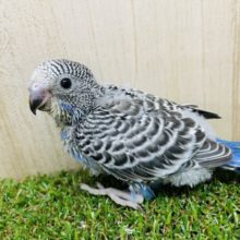 珍しい？並カラー‼️　セキセイインコ　