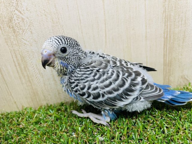 珍しい？並カラー‼️　セキセイインコ　