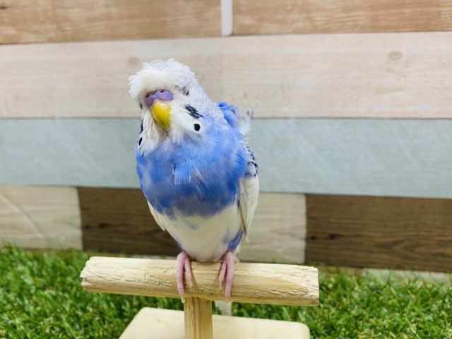 羽衣セキセイインコ