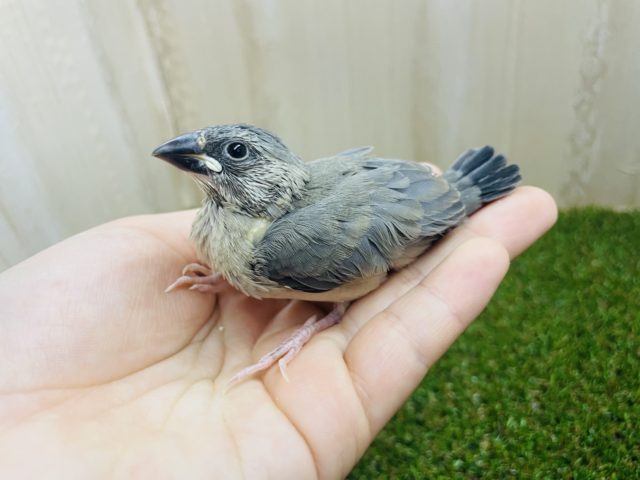 最新画像になりますよ〜‼️文鳥マスターになるんだ‼️ うぶたん桜文鳥さんですよ！