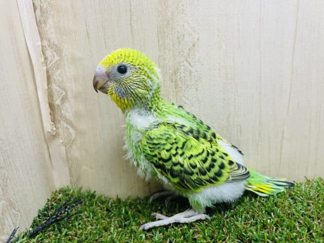 セキセイインコ