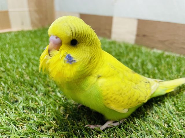 ジャンボセキセイインコ