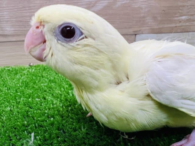 サザナミインコ