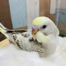 シナモンカラーの入るお上品なコ！！セキセイインコのイエローフェイスシナモンオパーリン！