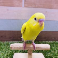 最新画像有り☆イエロー黒目の元気カラー！セキセイインコのダブルファクター！