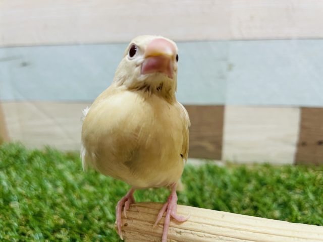 あと一羽！！人気の高いヒナさんたち！シナモン文鳥！！