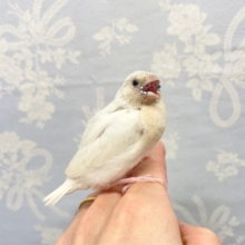 激レア❤️コキンチョウ(シルバー)  2022年11月生まれ