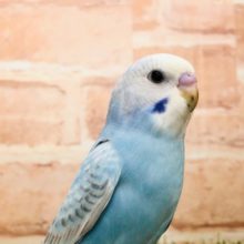 【セキセイ大集合！！】セキセイインコ　スパングル入舎です　R4.11/6 撮影