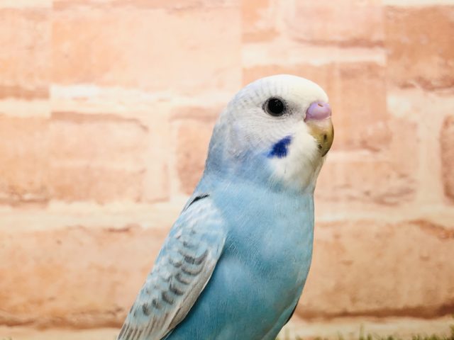 【セキセイ大集合！！】セキセイインコ　スパングル入舎です　R4.11/6 撮影