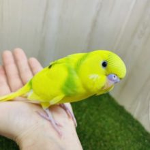最新画像になりますよ〜⭐️黄色のパイドちゃんだよっ♪ セキセイインコ　パイド