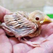 赤いおめめが素敵ですっ！シナモン文鳥～～！