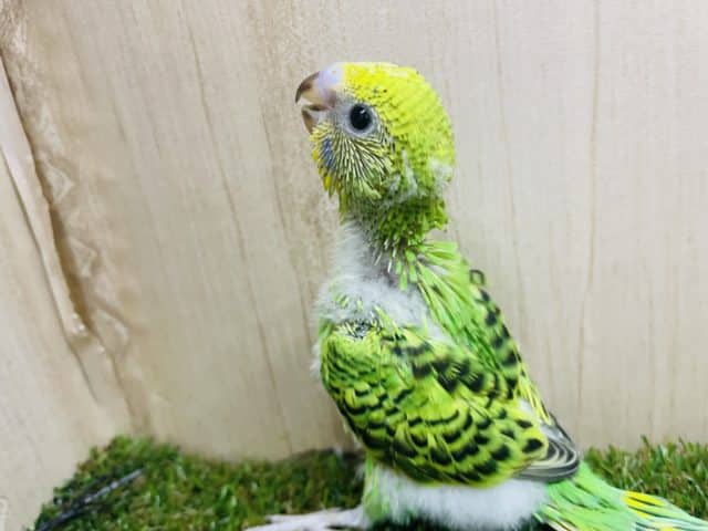 セキセイインコ