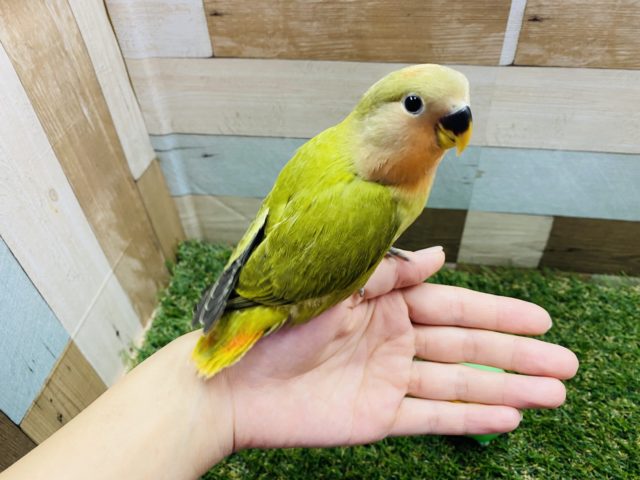 コザクラインコ（小桜インコ）