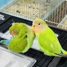 安心のひとり餌♡小型インコフェア開催中〜☆