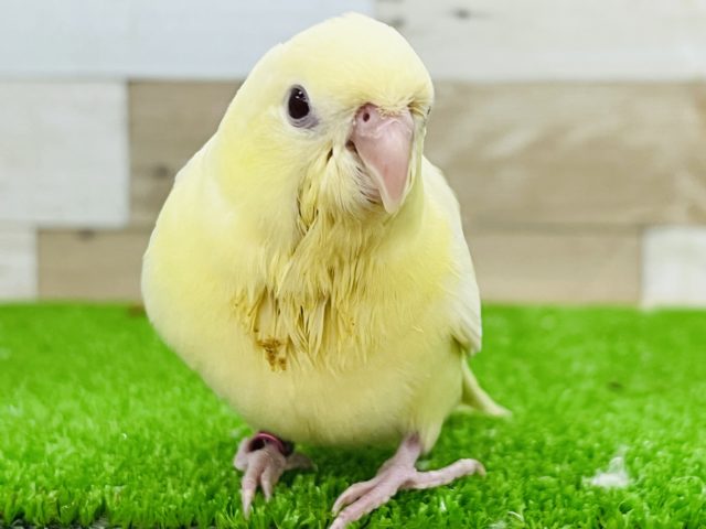 最新画像更新☆レアカラーだよ！クリームイノのサザナミインコ☆