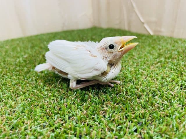 天使の白色なんですよ！　白文鳥