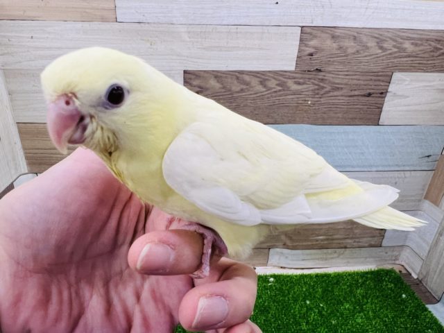 サザナミインコ