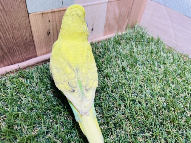 ジャンボセキセイインコ