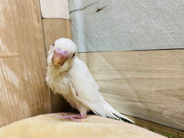 セキセイインコ