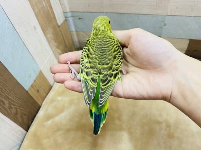 セキセイインコ