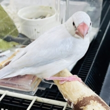 シルバー文鳥の雛餌卒業しました〜❤