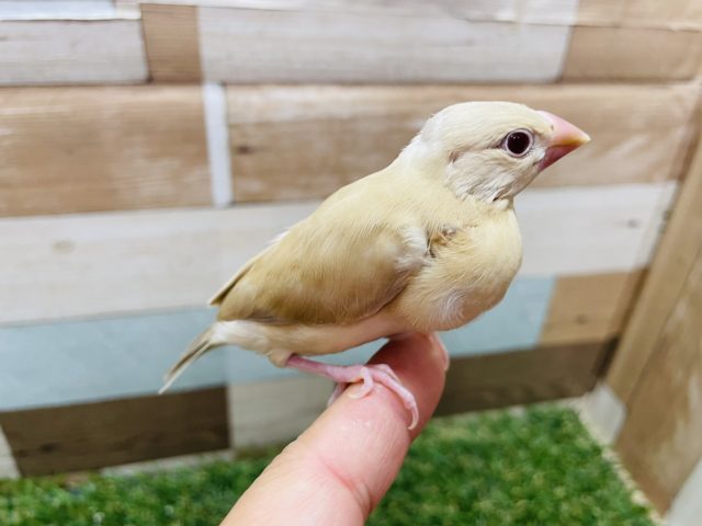 シナモン文鳥