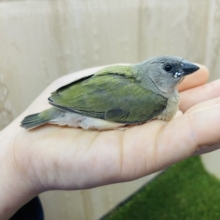注目ですよ〜！コキンチョウさんです‼️ ノーマル