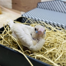 お色の変化が楽しみなヒナさんです！コキンチョウのシルバー！