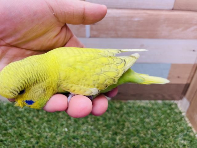 ジャンボセキセイインコ