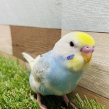 明るめカラーの可愛いコ！セキセイインコのパステルレインボーパイド！