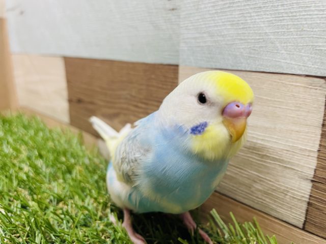 明るめカラーの可愛いコ！セキセイインコのパステルレインボーパイド！