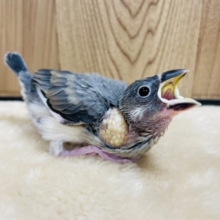 ごはんちょーだい！元気よくアピール！桜文鳥 ヒナ