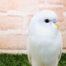 【セキセイ大集合！！】セキセイインコ　アルビノ入舎です　R4.11/6 撮影